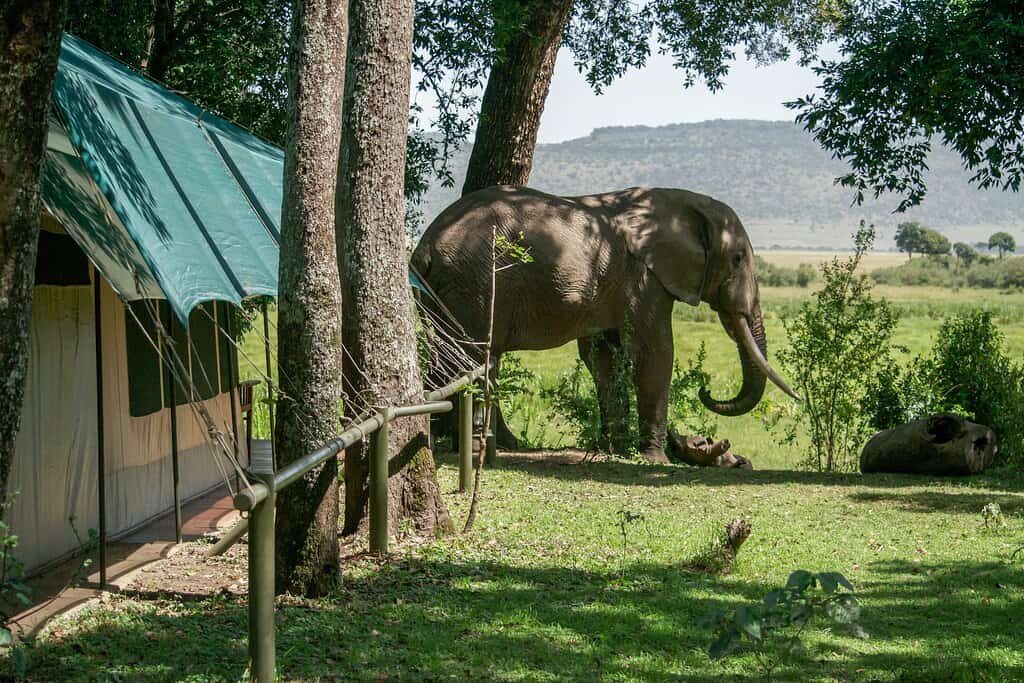 Little Governors’ Camp